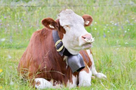 Bull lying in the grass Stock-Fotos