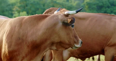 Bull in meadow Stock Footage 196984548