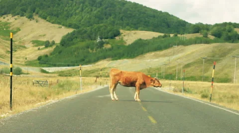 Bull in the middle blocking the road Stock Footage 54500155