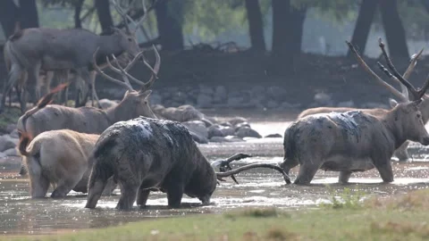 The bull Milu moose digs mud in the river to decorate itself Stock-Footage 214566576