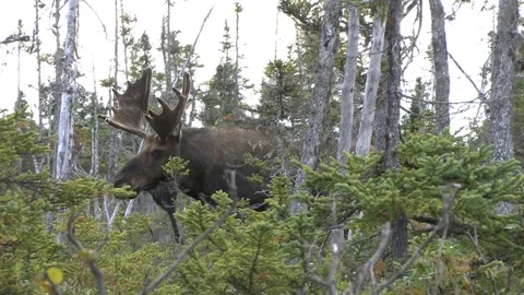 Bull mooe grunting Stock Footage 86405866