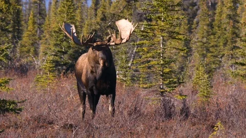 A bull moose in Alaska Stock Footage 100562453
