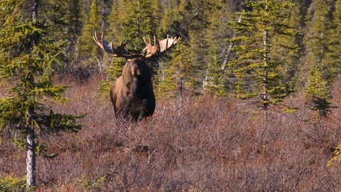 A bull moose in Alaska Stock Footage 100562469