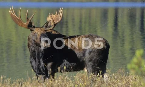 Bull Moose (Alces alces), Jasper National Park, Alberta, Canada Stock Photos