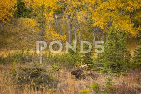 Bull moose (Alces alces) lying down in tundra during autumn in Chugach State Par Stock Photos