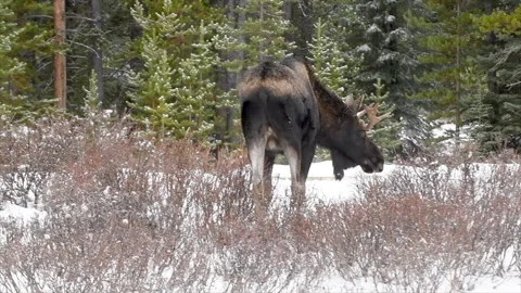Bull moose browsing on winter shrubs, 4k Stock Footage 255621537