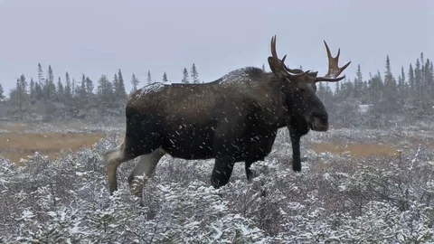 Bull moose challenge. Stock Footage 86314932