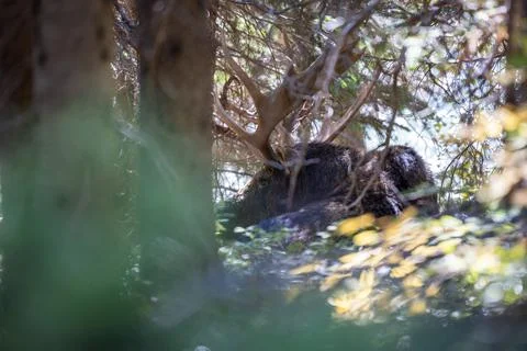 Bull moose close up Stock Photos