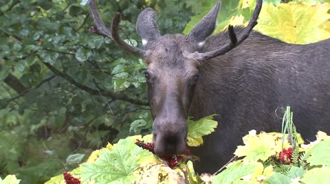 Bull Moose Eating Berries in Alaska Forest Stock Footage