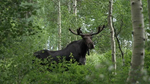 Bull Moose Eating from Tree Branch Stock Footage