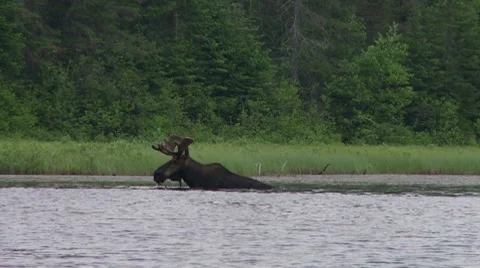 Bull moose eating2 Stock Footage 8555718