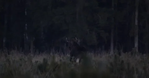 Bull moose escape into the forest, twilight, 4K Stock Footage 168484397
