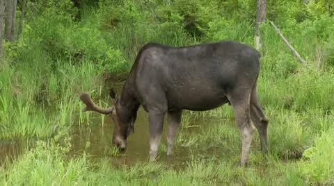 Bull Moose face forward 6a Stock Footage 10568033