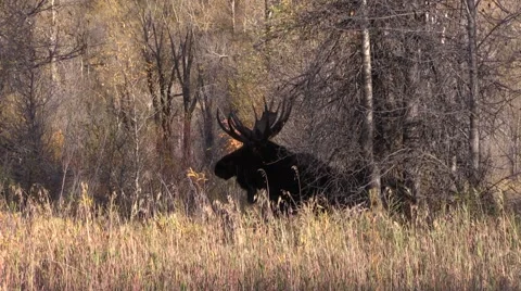 Bull Moose in Fall Vídeos de archivo 56177877