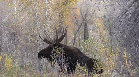 Bull Moose in Fall 库存影片 56434955