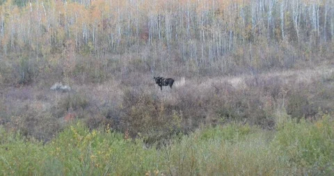 Bull Moose in the fall Stock Footage 141262839