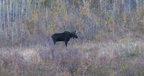 Bull Moose in the fall Stock Footage 141264512