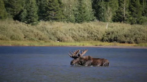 Bull moose feeding and moving in lake MS Stock Footage