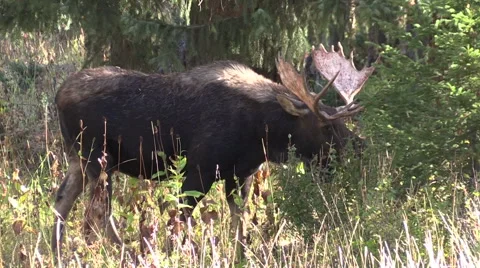 Bull Moose Feeding Vídeos de archivo 56033788