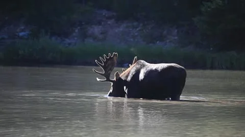 Bull Moose Feeding In Water MS Stock Footage