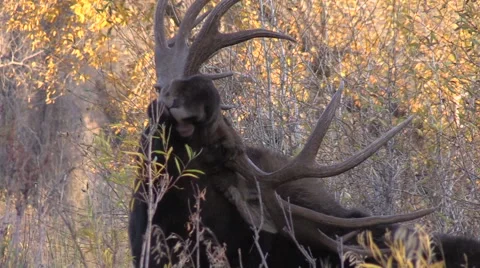 Bull Moose Vídeos de archivo 56434323