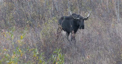 Bull Moose Stock Footage 141260274