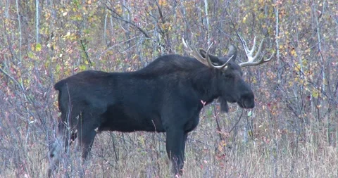 Bull Moose Stock Footage 141261805