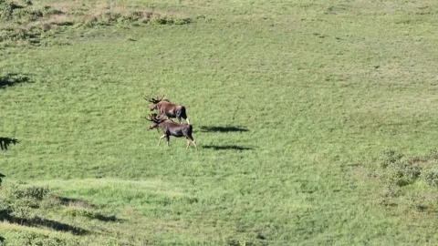 Bull moose 動画素材 201876997