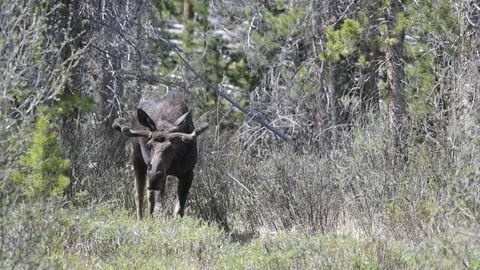 A Bull Moose Foraging in the Forest Stock Footage 120087437