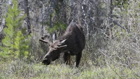 A Bull Moose in the Forest Stock Footage 120087688
