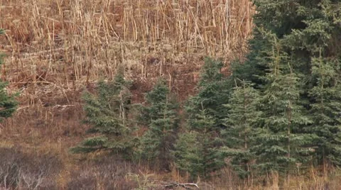 Bull Moose Gone Walkabout 1 Stock Footage
