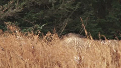 Bull Moose Gone Walkabout 3 Stock Footage 8917333