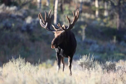 Bull moose in Grand Teton National Park, Wyoming Stock Photos