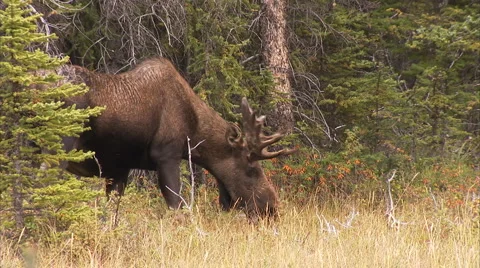 Bull Moose grazing 01 Stock Footage 1077692