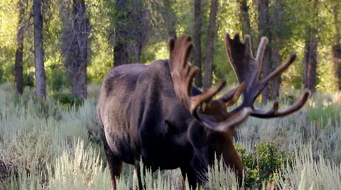 Bull moose grazing Stock Footage