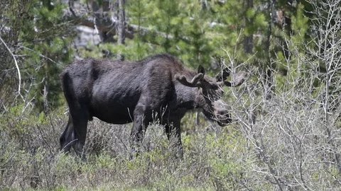A Bull Moose in a Meadow Stock Footage 120088338