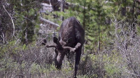 A Bull Moose in a Meadow Stock Footage 120091653