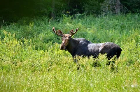 Bull Moose in meadow  Stock Photos