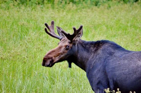 Bull Moose in meadow  Stock Photos