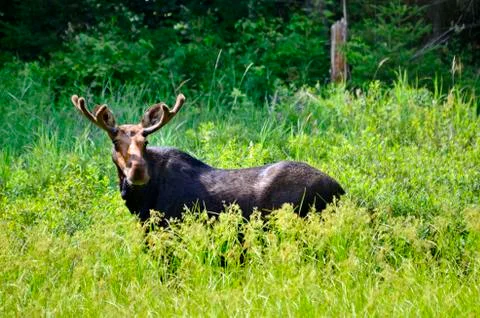 Bull Moose in meadow  Stock Photos