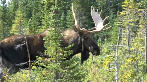 Bull moose in Newfoundland 2 Video stock 86315634
