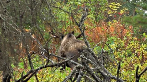 Bull Moose Retreating into Thick Forest Stock Footage 8680356