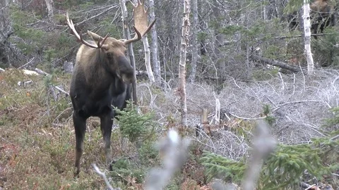 Bull moose rubbing tree Video stock 84981948
