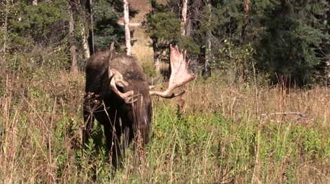 Bull Moose in Rut Stock-Footage 56032144