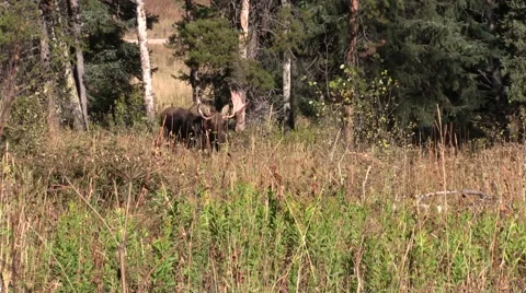 Bull Moose in rut Stock-Footage 56033134