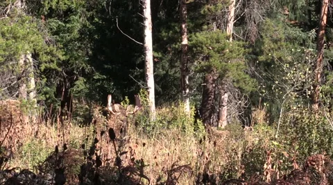 Bull Moose in Rut Stock-Footage 56033475