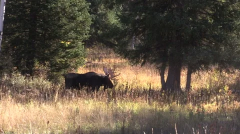 Bull Moose in rut Vidéo 56033711