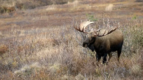 Bull Moose in rut walking toward camera Stock Footage