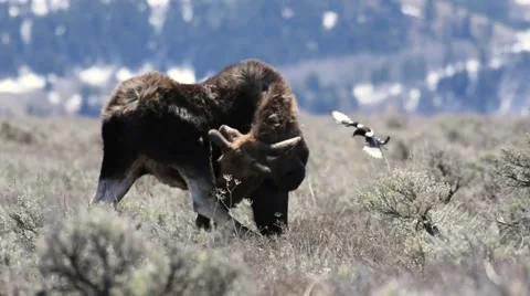 Bull moose scratches head with hoof then shakes with magpies landing near him Stock Footage