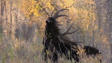 Bull Moose Scratching Vídeos de archivo 56434897